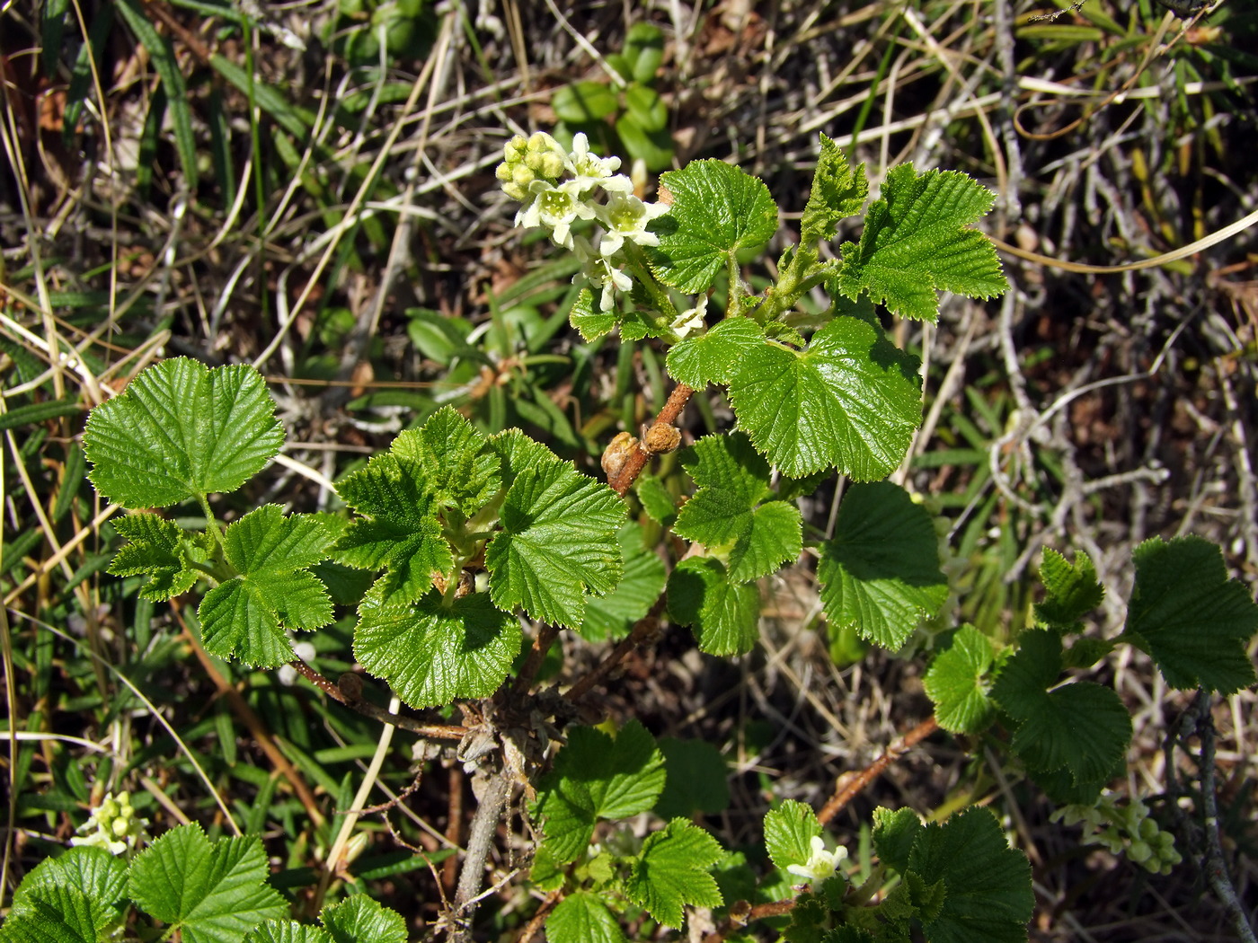 Image of Ribes fragrans specimen.