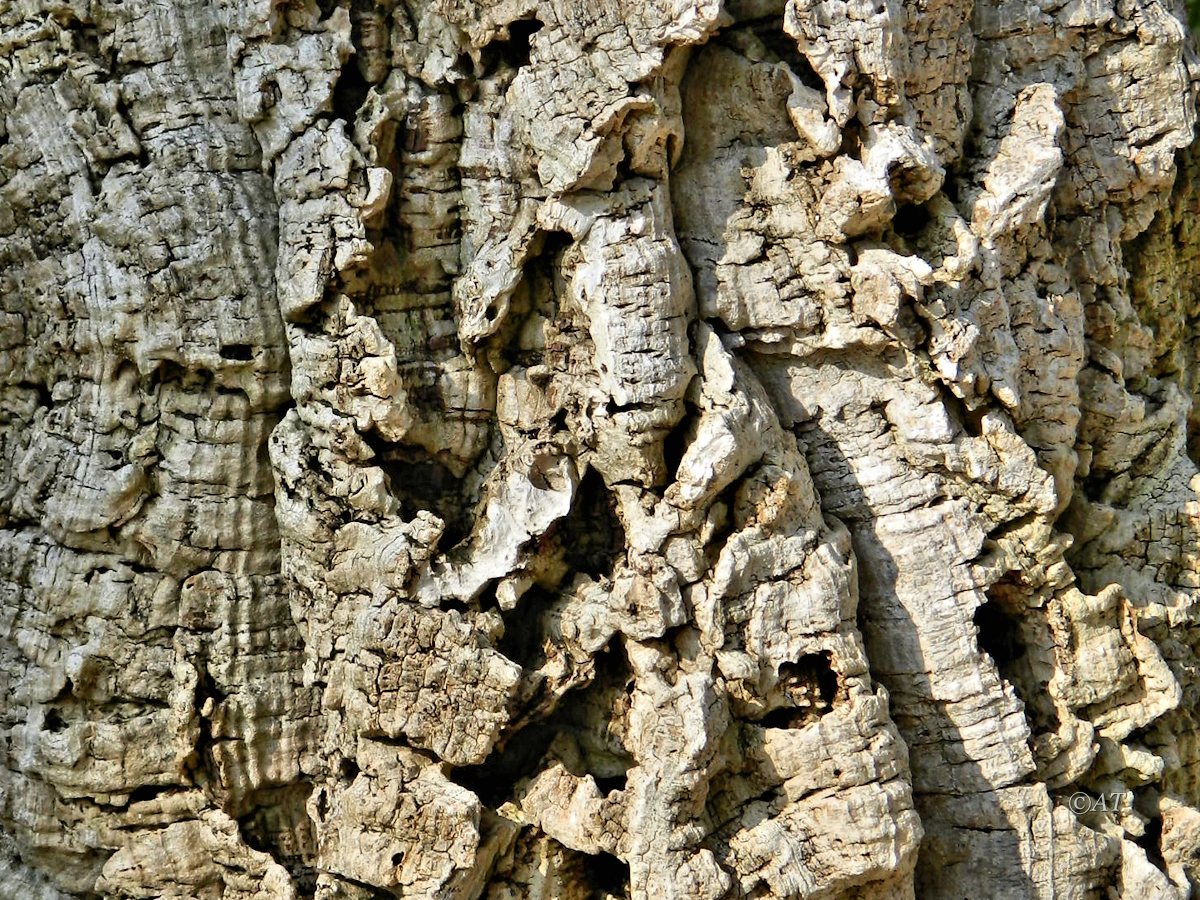 Image of Quercus suber specimen.