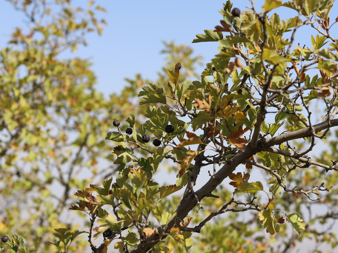 Image of Crataegus pseudomelanocarpa specimen.