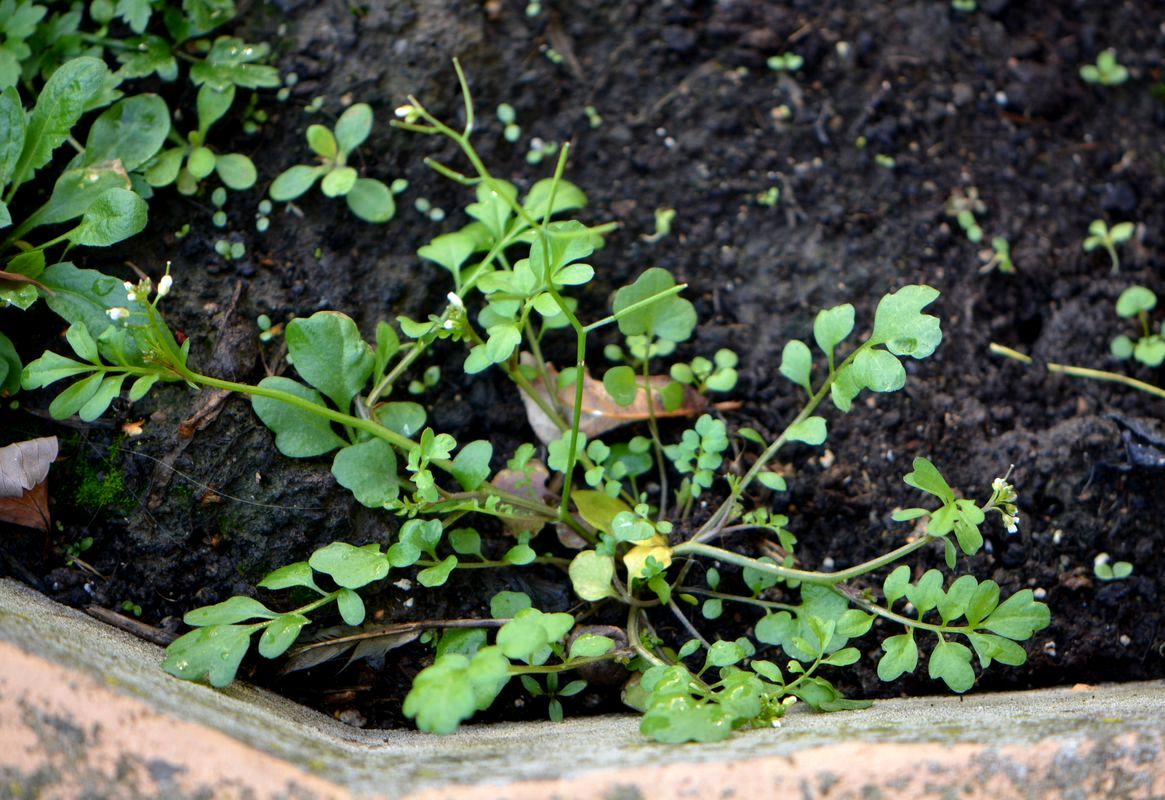 Image of Cardamine occulta specimen.