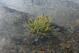 Plantago maritima. Подтопленное приливом плодоносящее растение. Мурманская обл., Терский р-н, пгт Умба, близ гостевого дома «Перигей»; Кольский п-ов, Кандалакшский берег, кут губы Малая Пирья, замусоренная галечно-песчаная литораль. 15.09.2021.