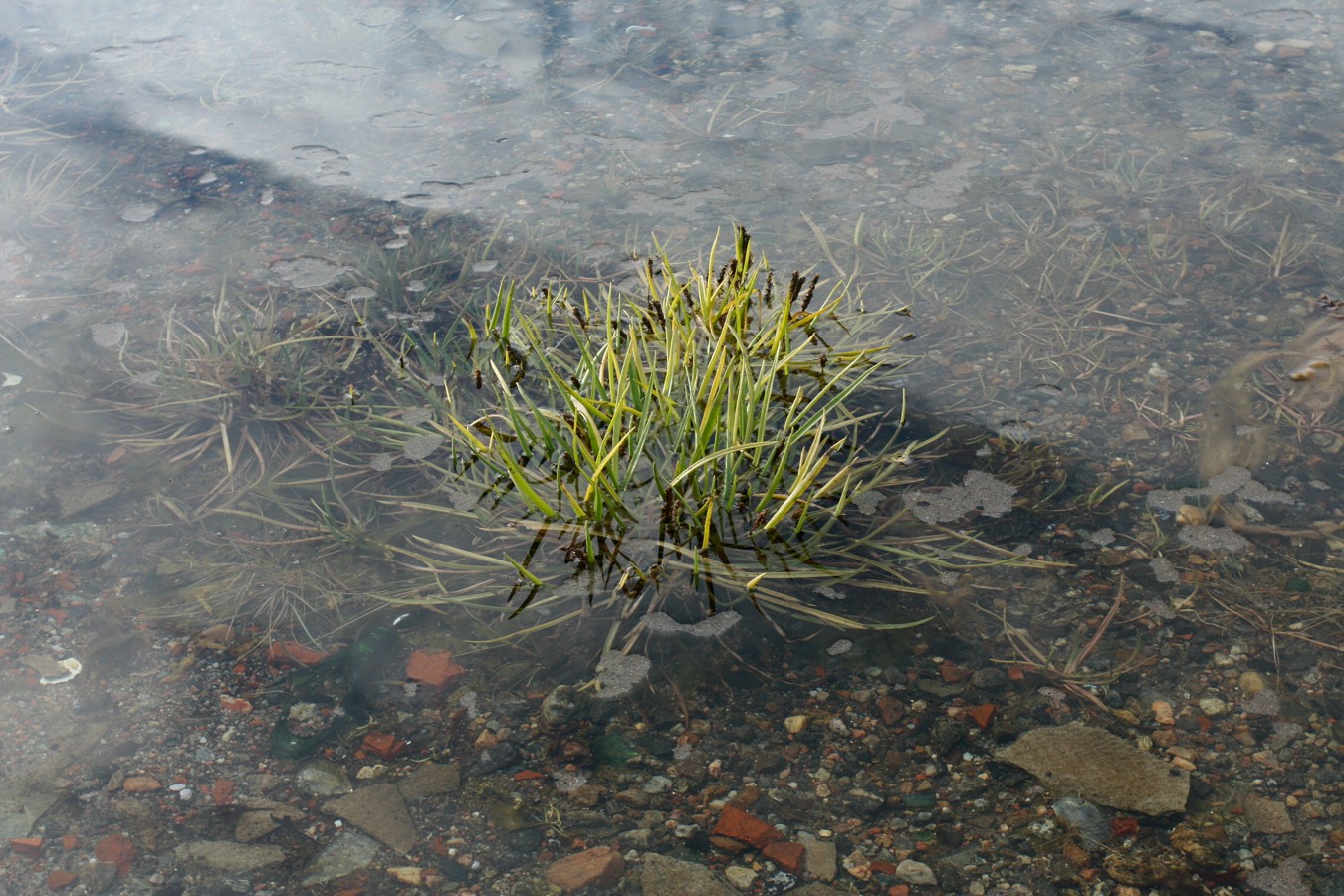 Image of Plantago maritima specimen.