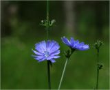 Cichorium intybus