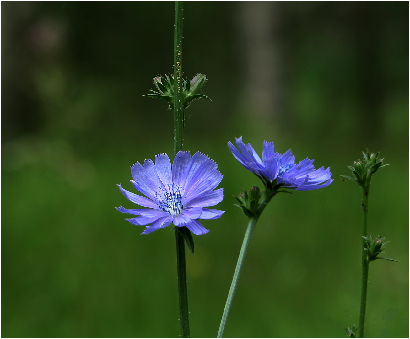 Image of Cichorium intybus specimen.