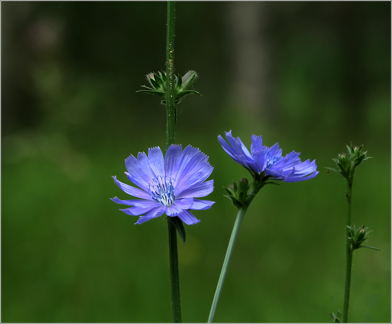 Изображение особи Cichorium intybus.