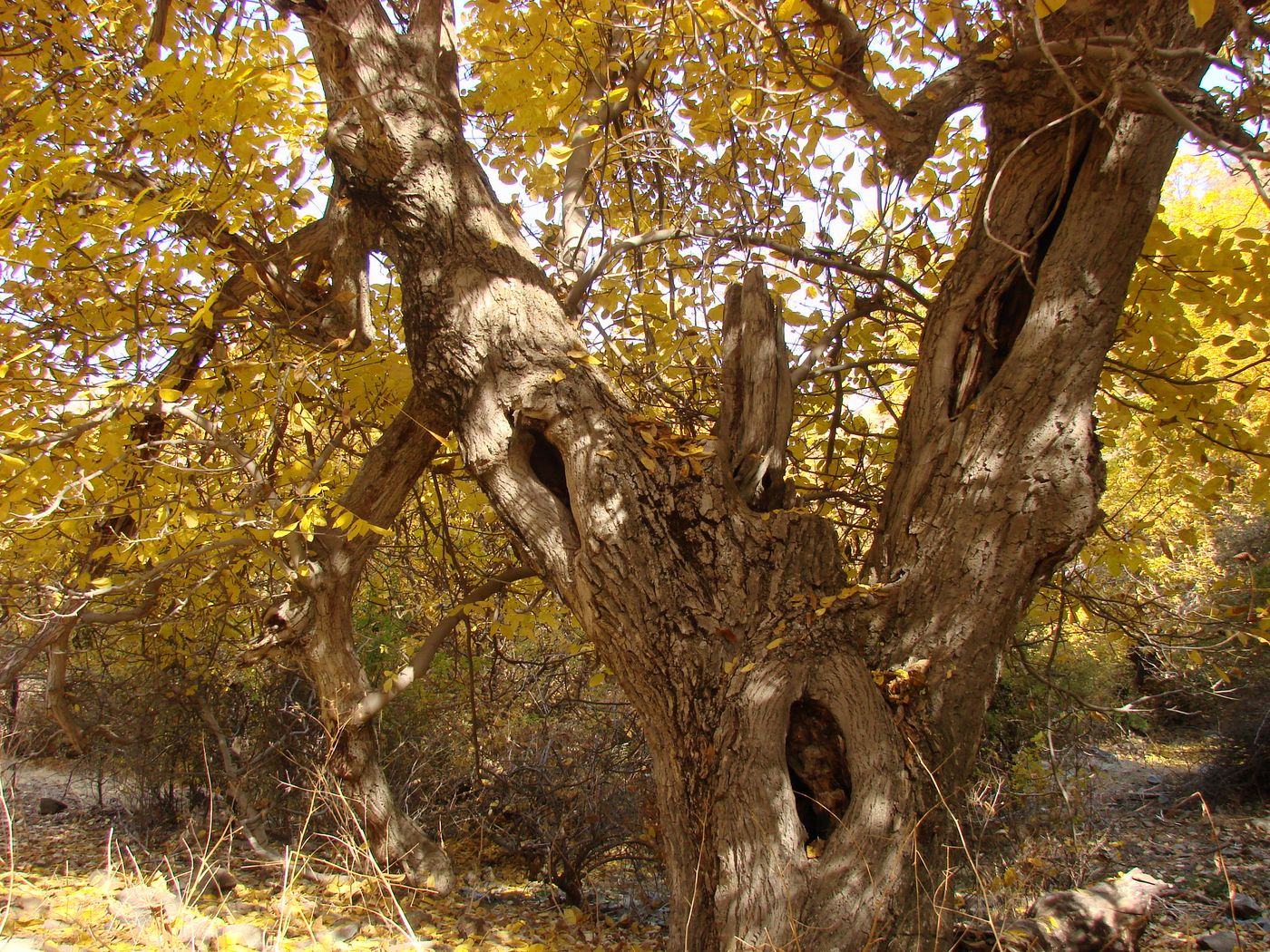 Изображение особи Juglans regia.