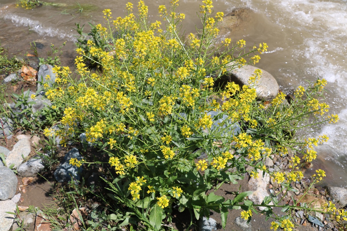 Image of Barbarea vulgaris specimen.