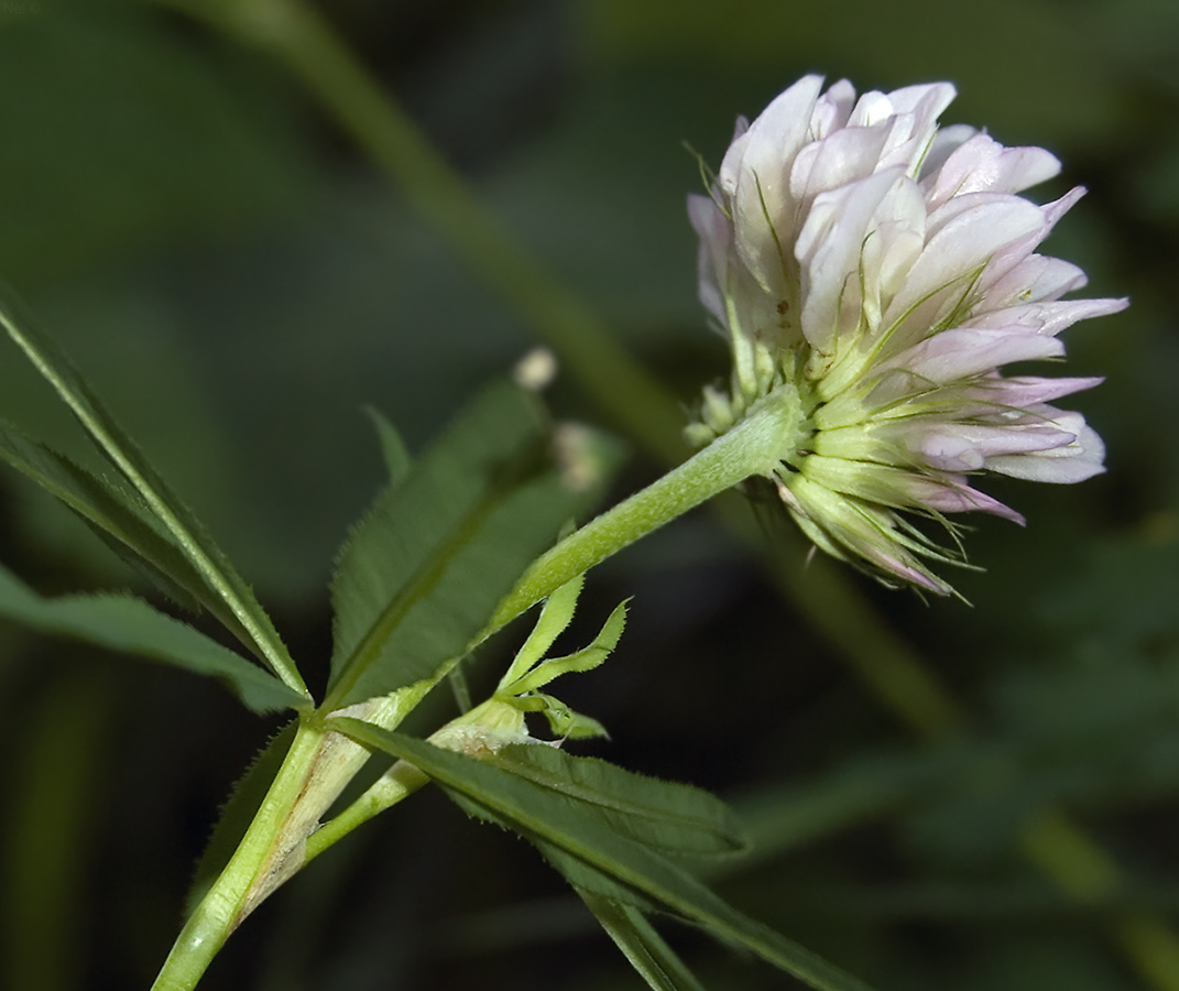 Image of Trifolium lupinaster specimen.