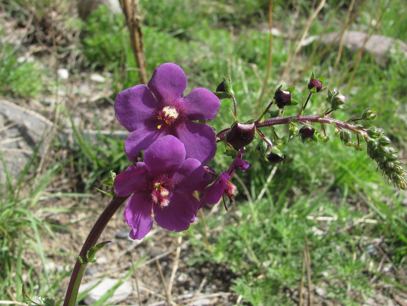 Image of Verbascum phoeniceum specimen.