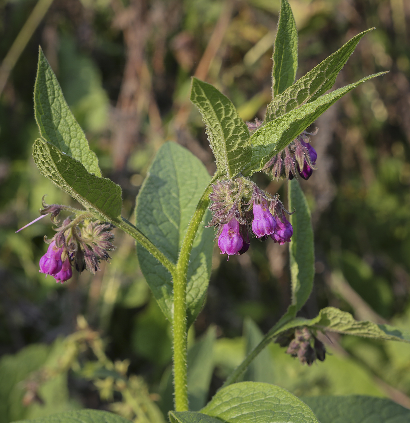 Изображение особи Symphytum officinale.