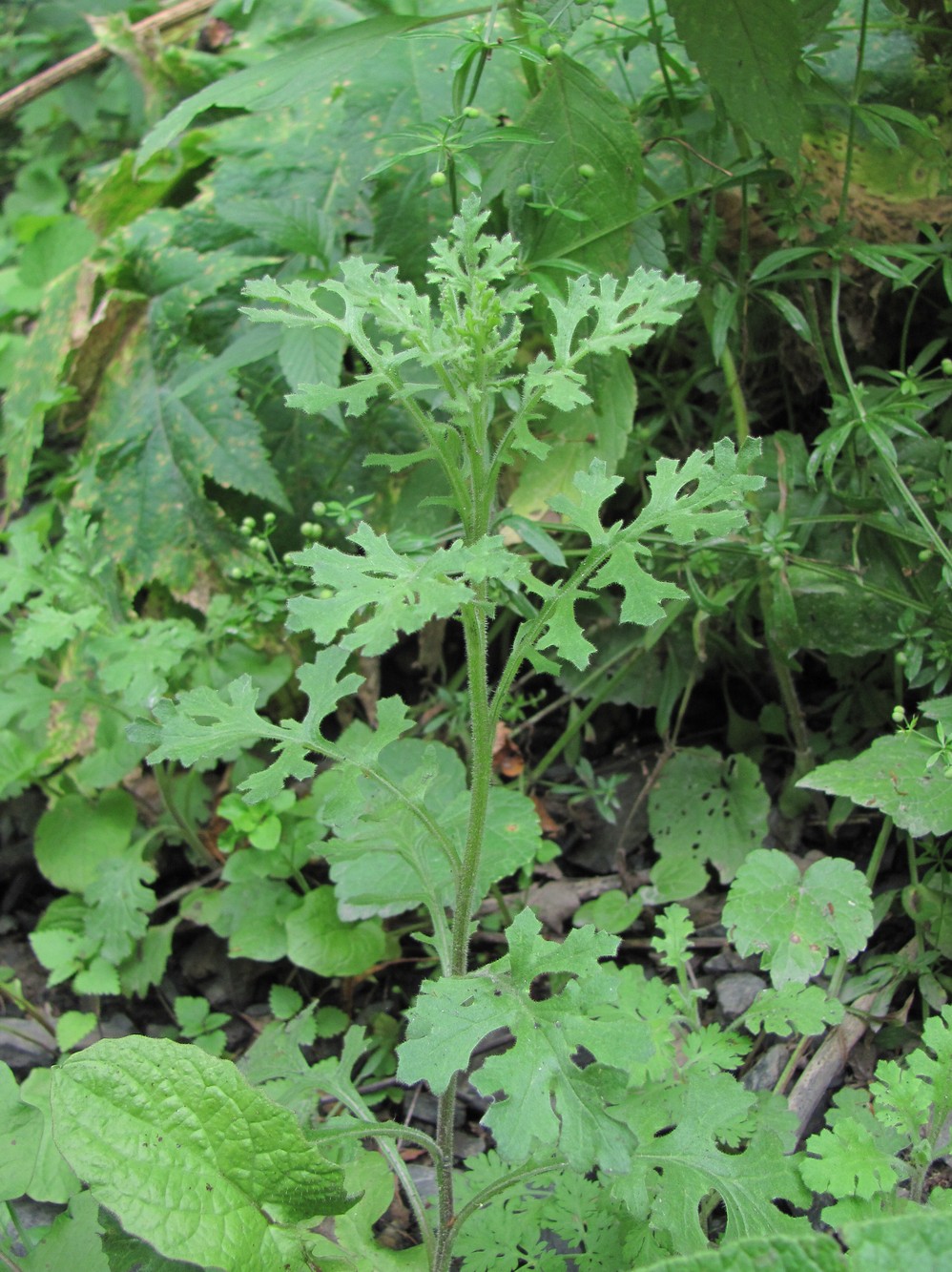 Изображение особи Senecio viscosus.