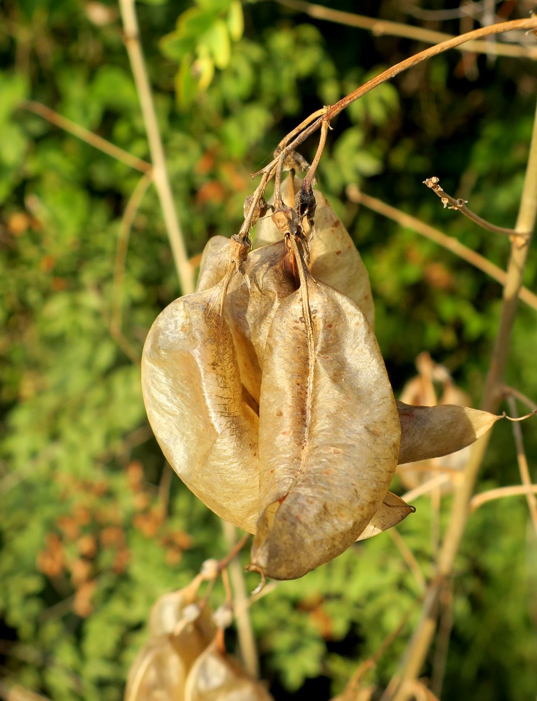 Image of Colutea arborescens specimen.