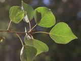 Populus afghanica