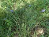 Veronica teucrium