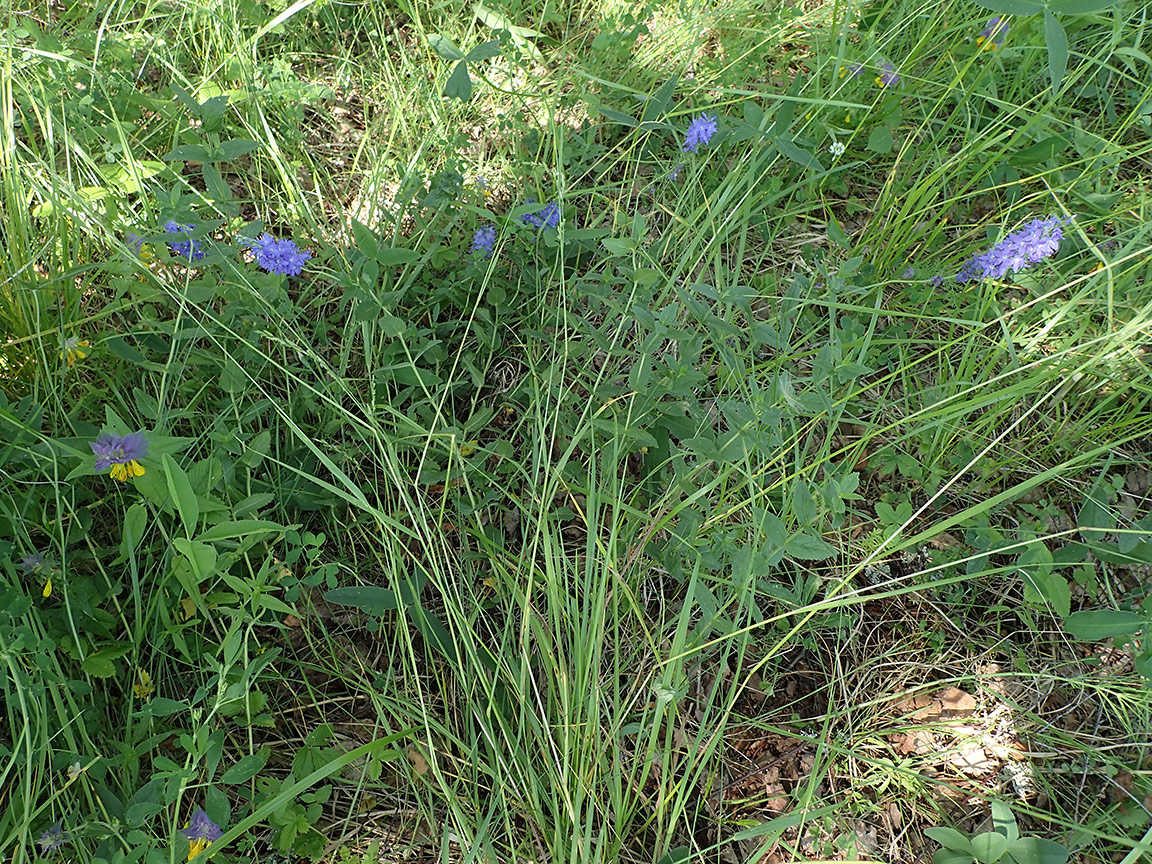 Изображение особи Veronica teucrium.