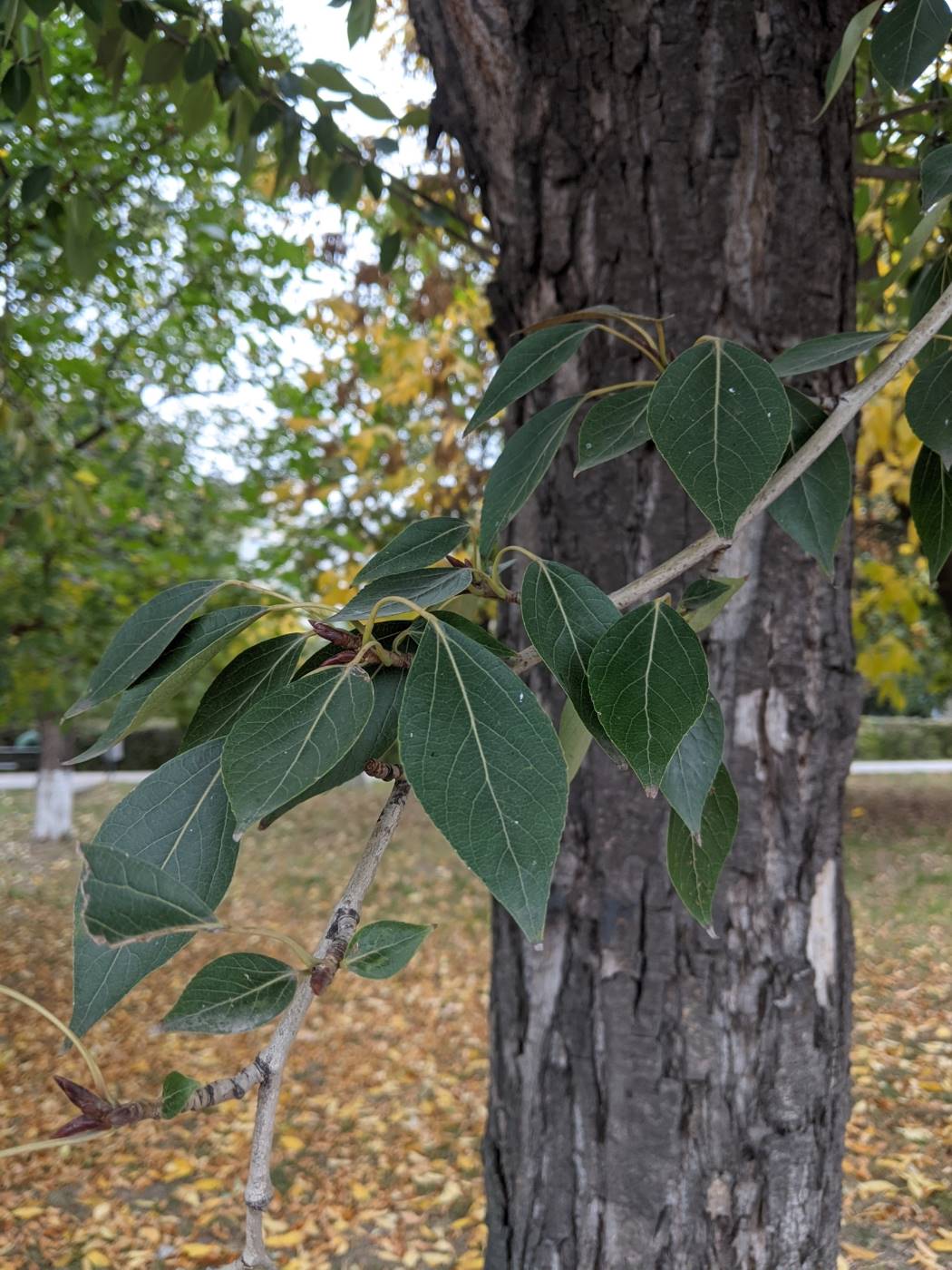 Image of Populus simonii specimen.