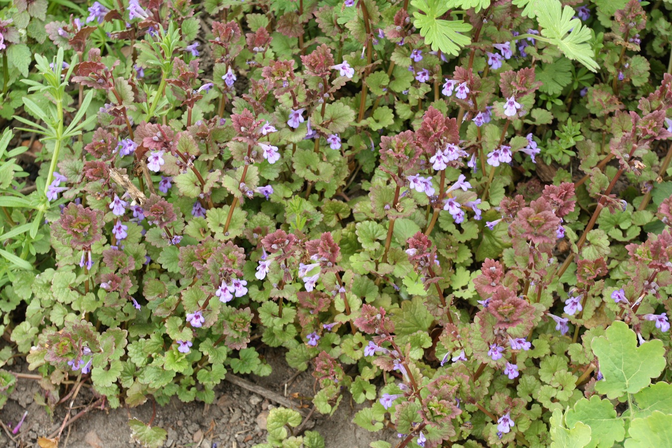 Изображение особи Glechoma hederacea.