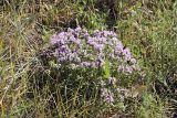 genus Thymus