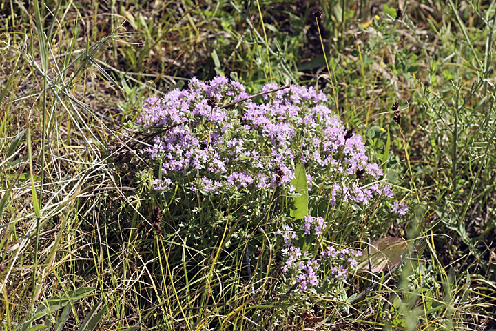 Изображение особи род Thymus.