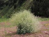 Crambe orientalis