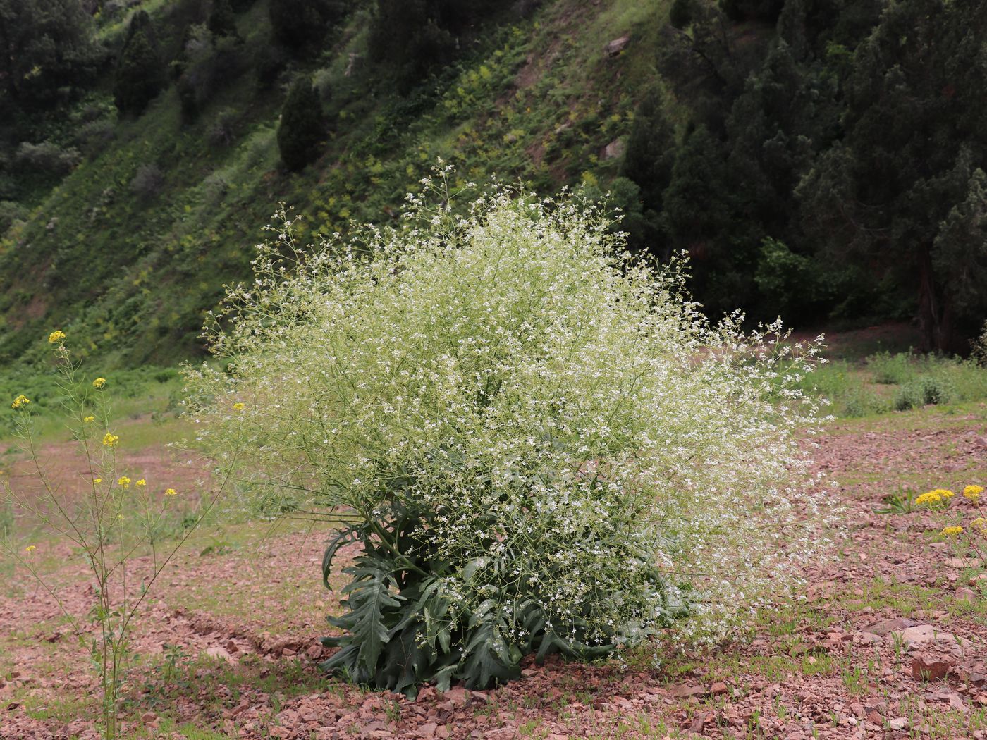 Изображение особи Crambe orientalis.