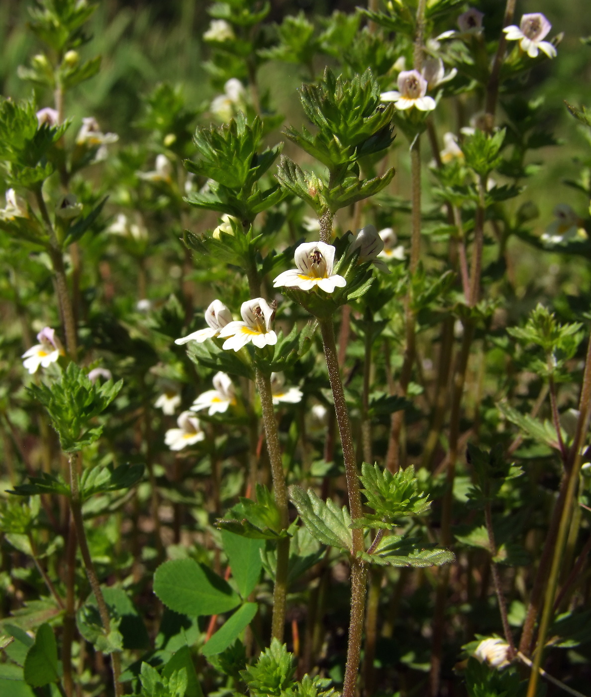 Изображение особи Euphrasia hyperborea.