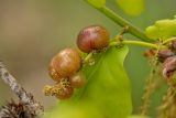 Quercus robur. Мужское соцветие с галлами. Ростовская обл., Каменский р-н, окр. станицы Калитвенская, окраина лесной посадки. 01.05.2022.