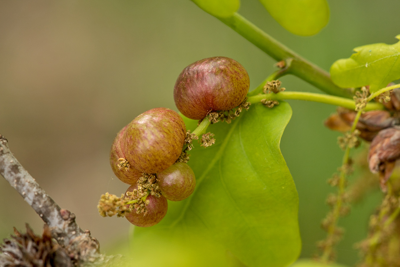 Изображение особи Quercus robur.