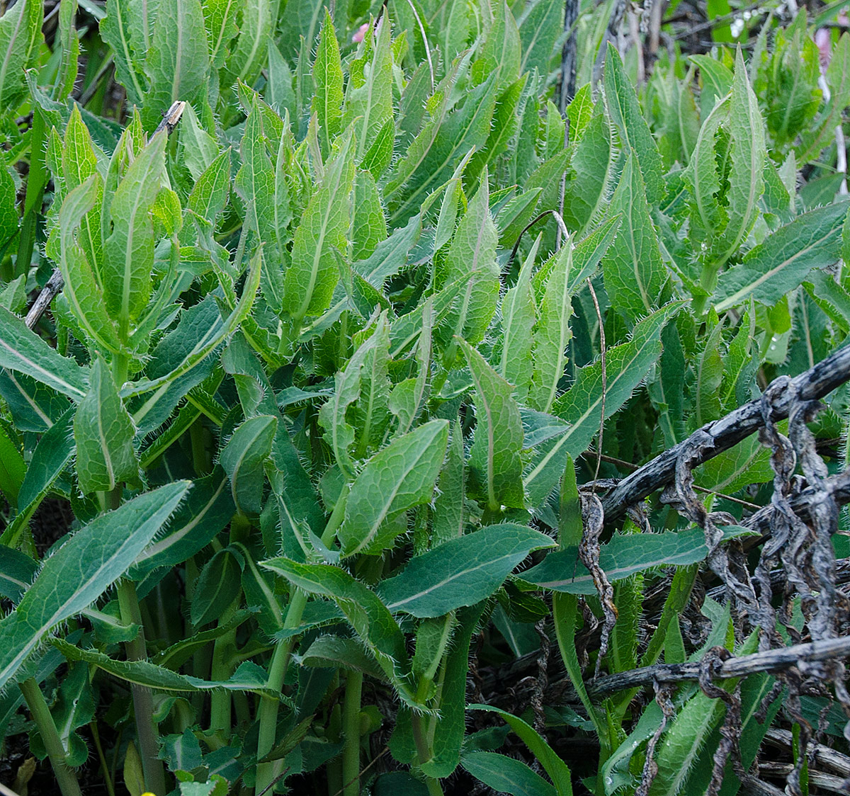 Изображение особи Hieracium virosum.