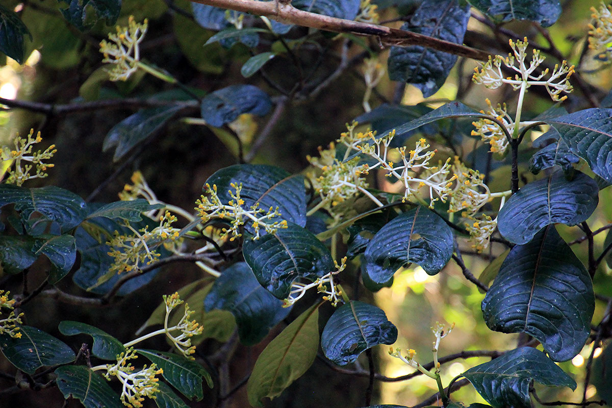 Изображение особи семейство Rubiaceae.