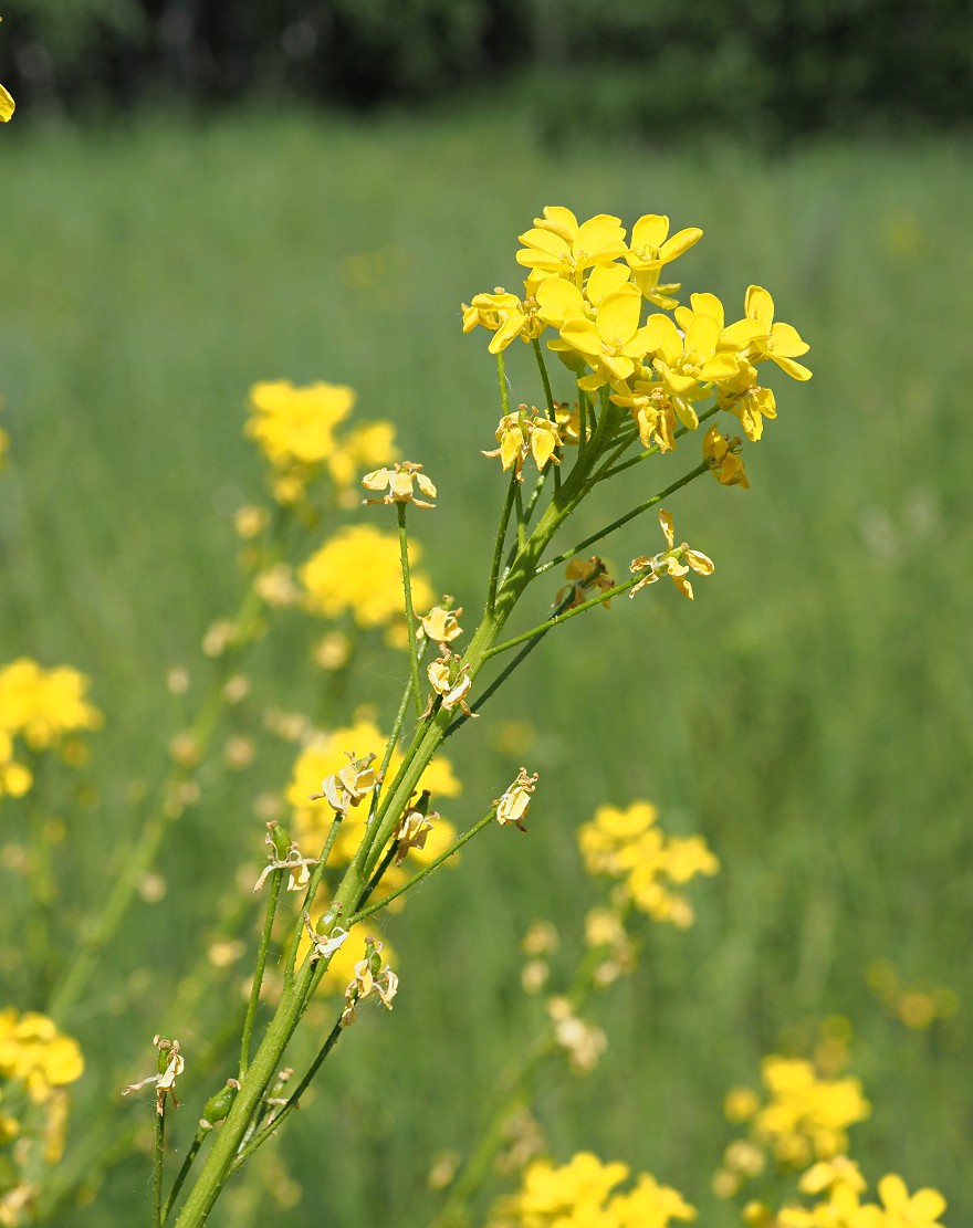 Image of Bunias orientalis specimen.