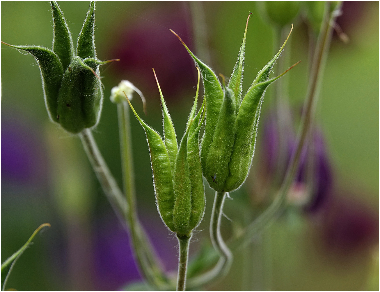 Image of Aquilegia vulgaris specimen.