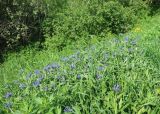 Centaurea montana