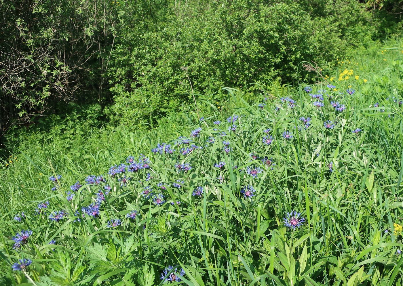 Изображение особи Centaurea montana.