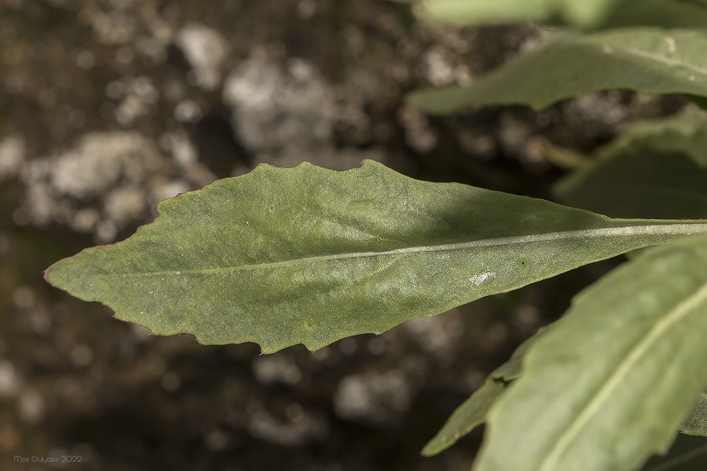 Изображение особи Diplotaxis tenuifolia.