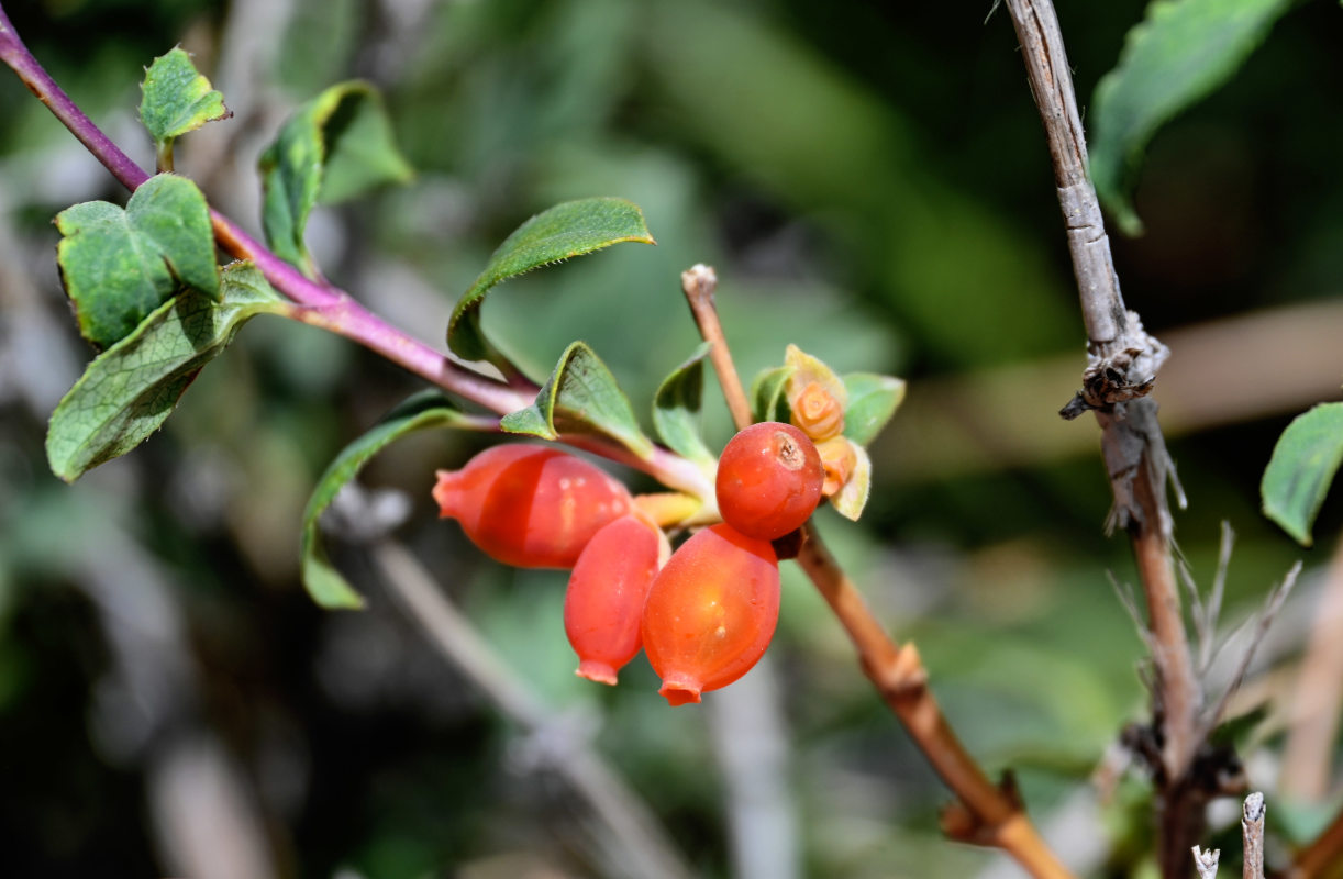 Image of Lonicera olgae specimen.