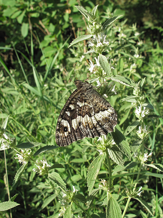 Image of Marrubium praecox specimen.