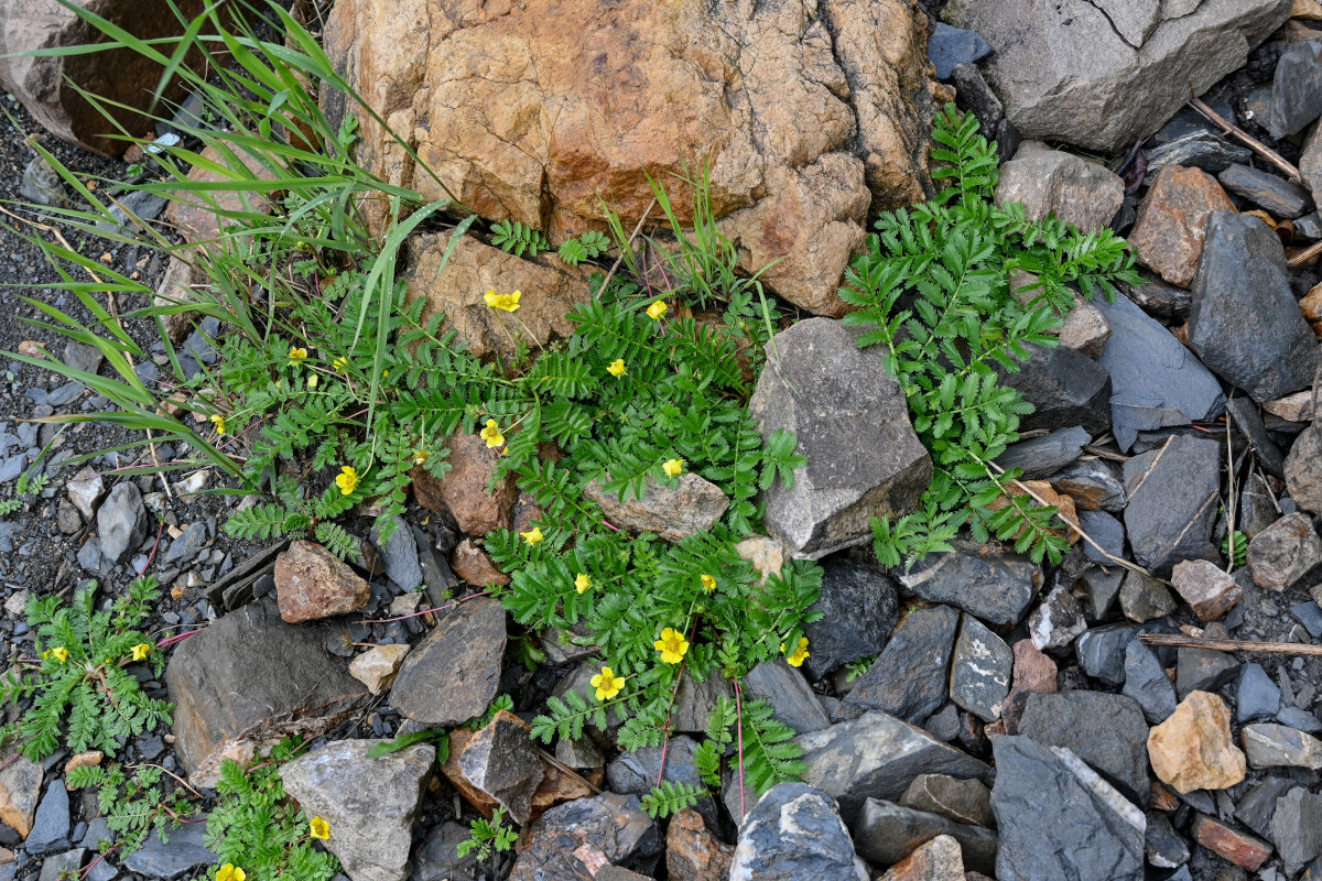 Изображение особи Potentilla anserina.