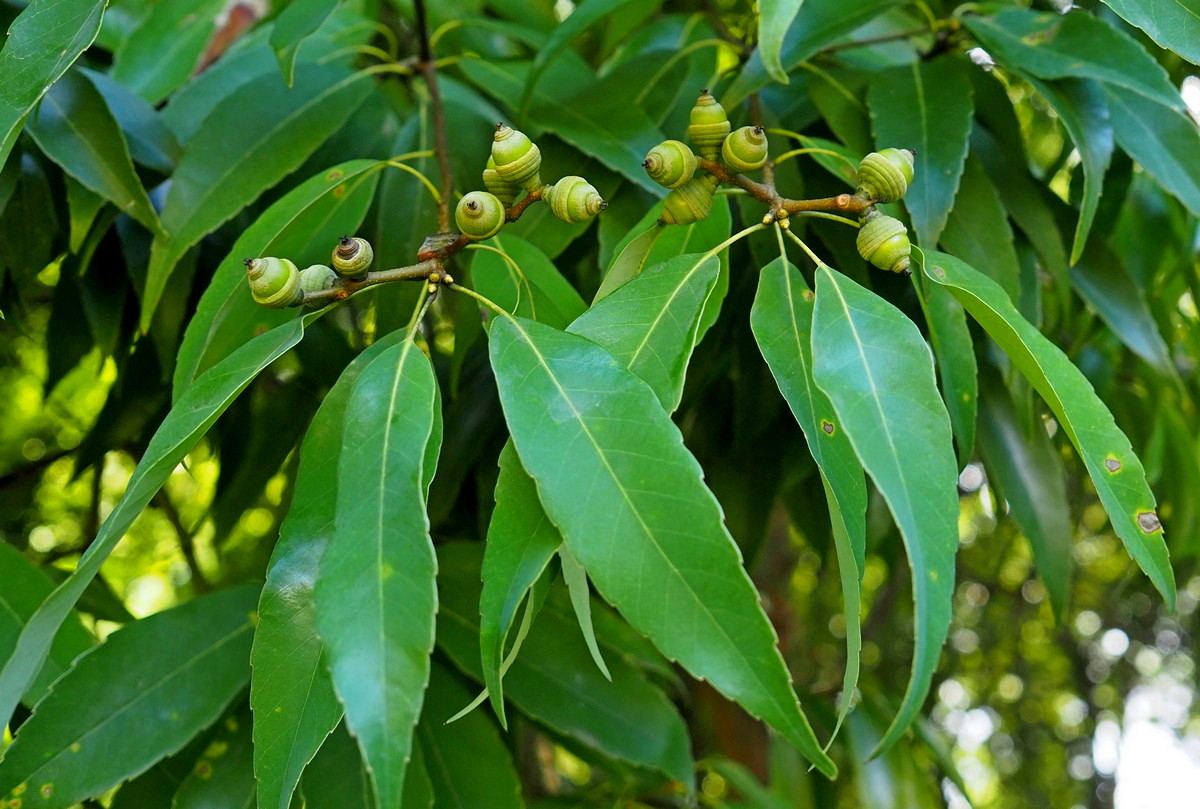 Image of Quercus myrsinaefolia specimen.