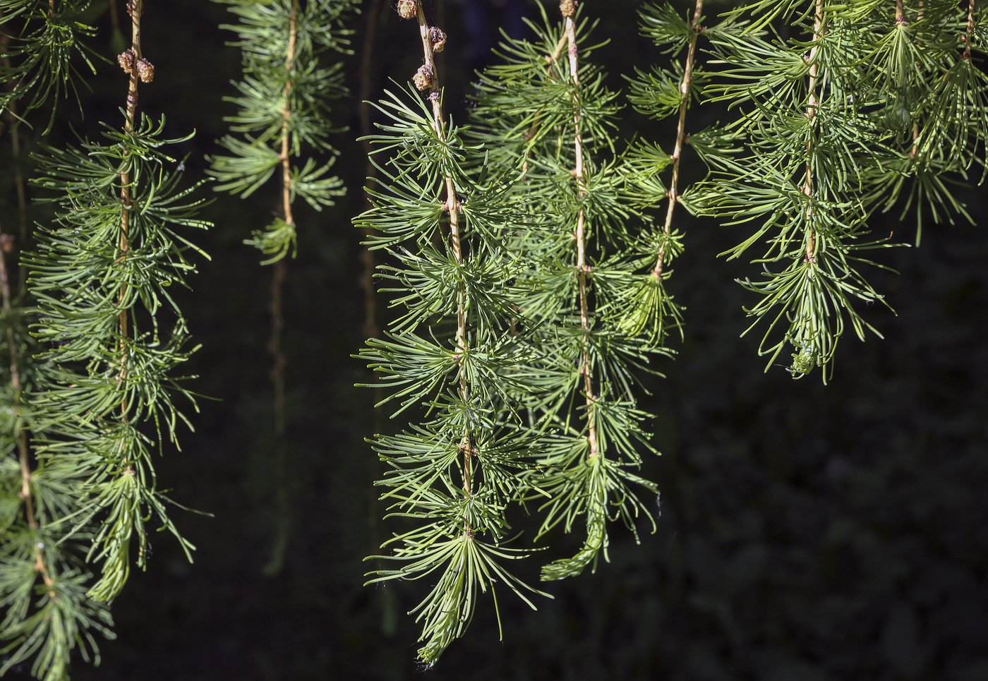 Image of Larix &times; polonica specimen.