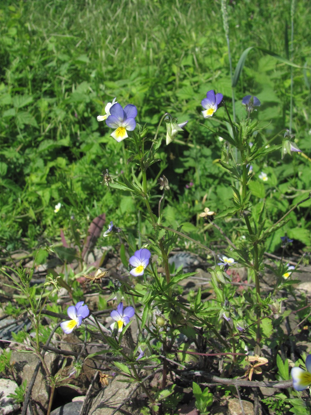 Изображение особи Viola tricolor.