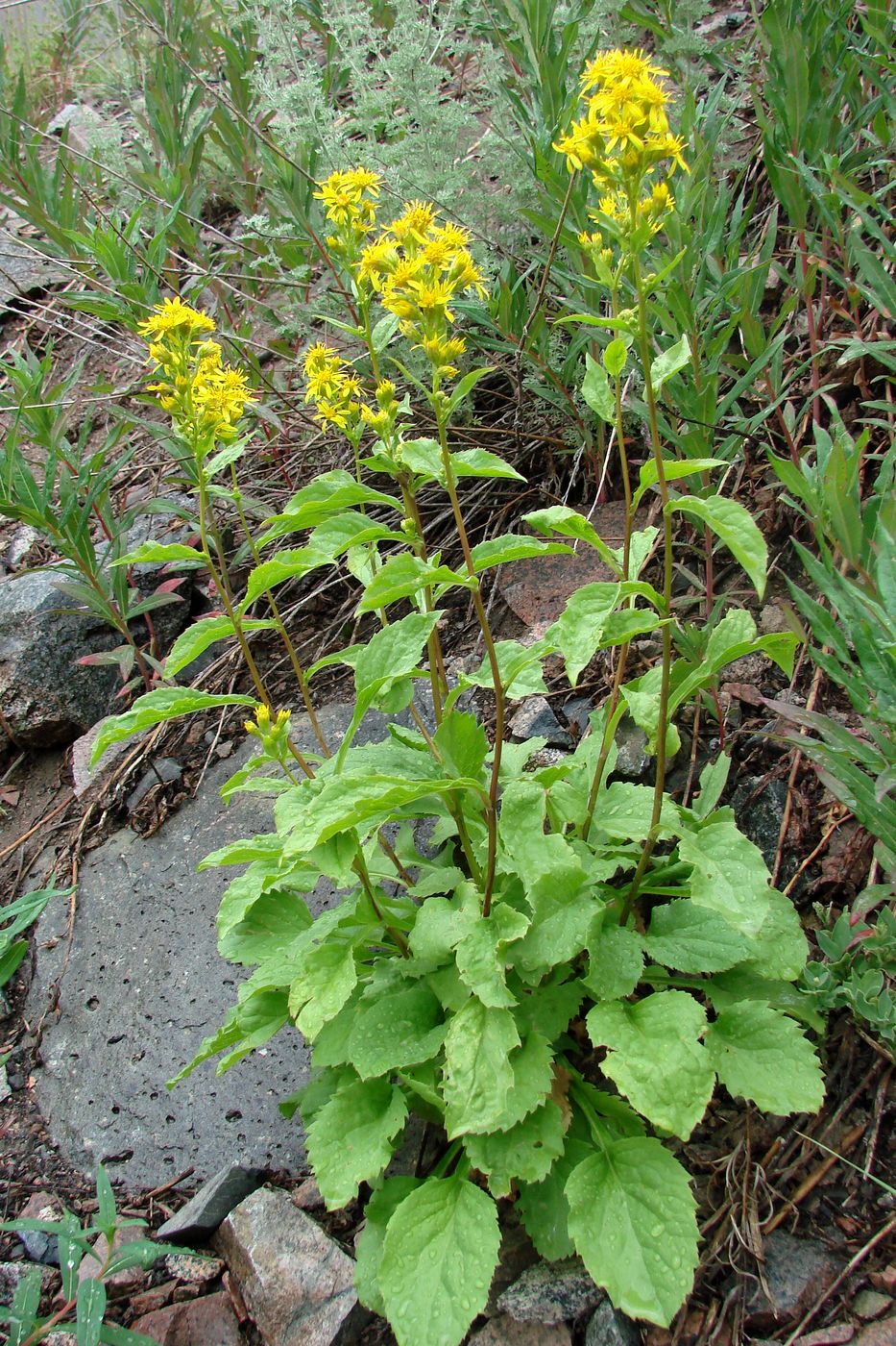 Image of Solidago virgaurea ssp. dahurica specimen.