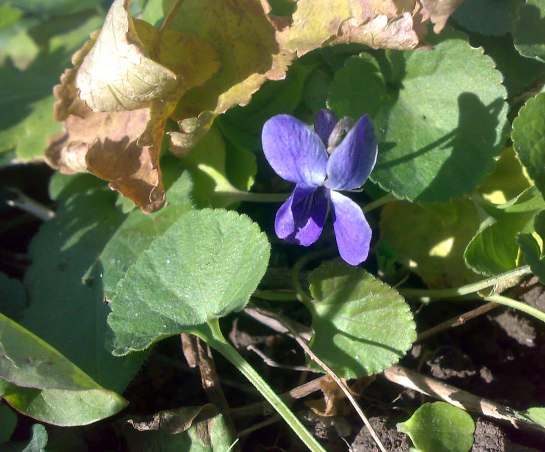 Image of Viola odorata specimen.