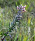 Odontites vulgaris