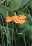 Papaver rupifragum