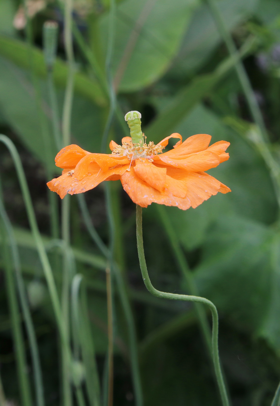 Изображение особи Papaver rupifragum.