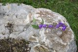 Campanula rapunculoides