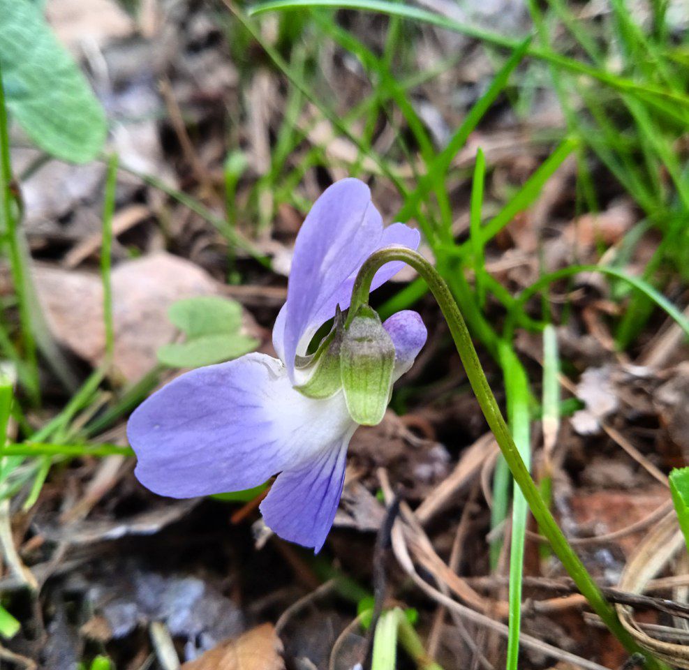 Image of Viola suavis specimen.