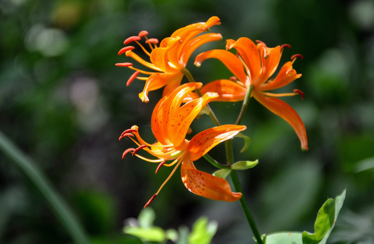 Image of Lilium distichum specimen.