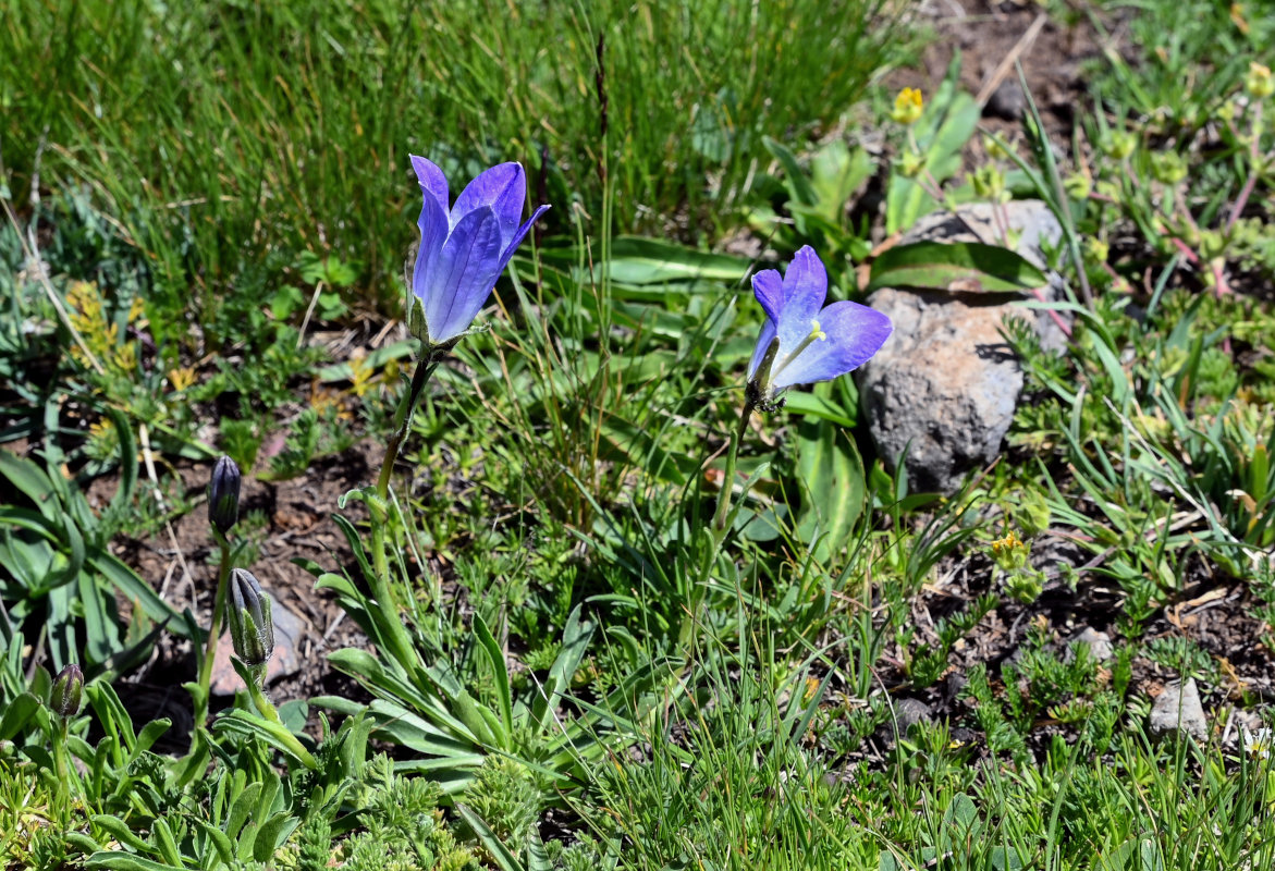 Image of Campanula biebersteiniana specimen.